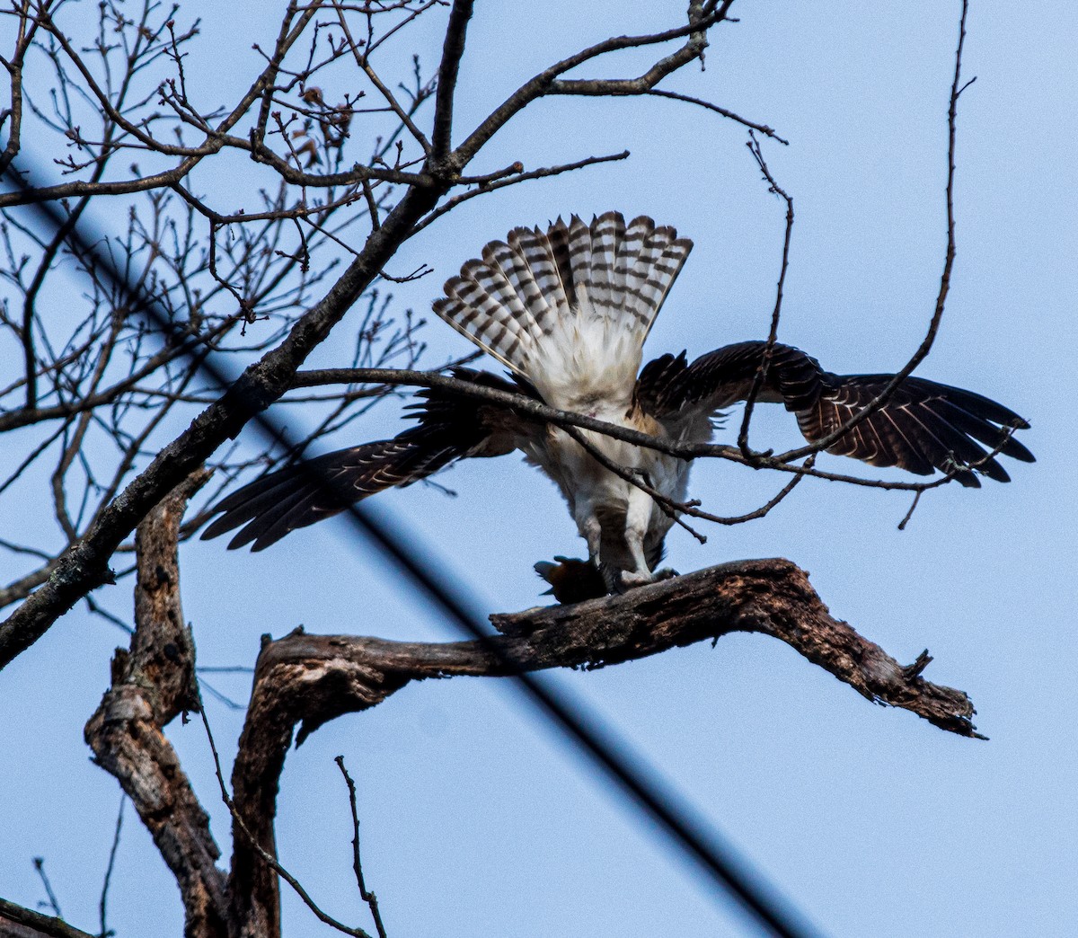 ミサゴ - ML646019359