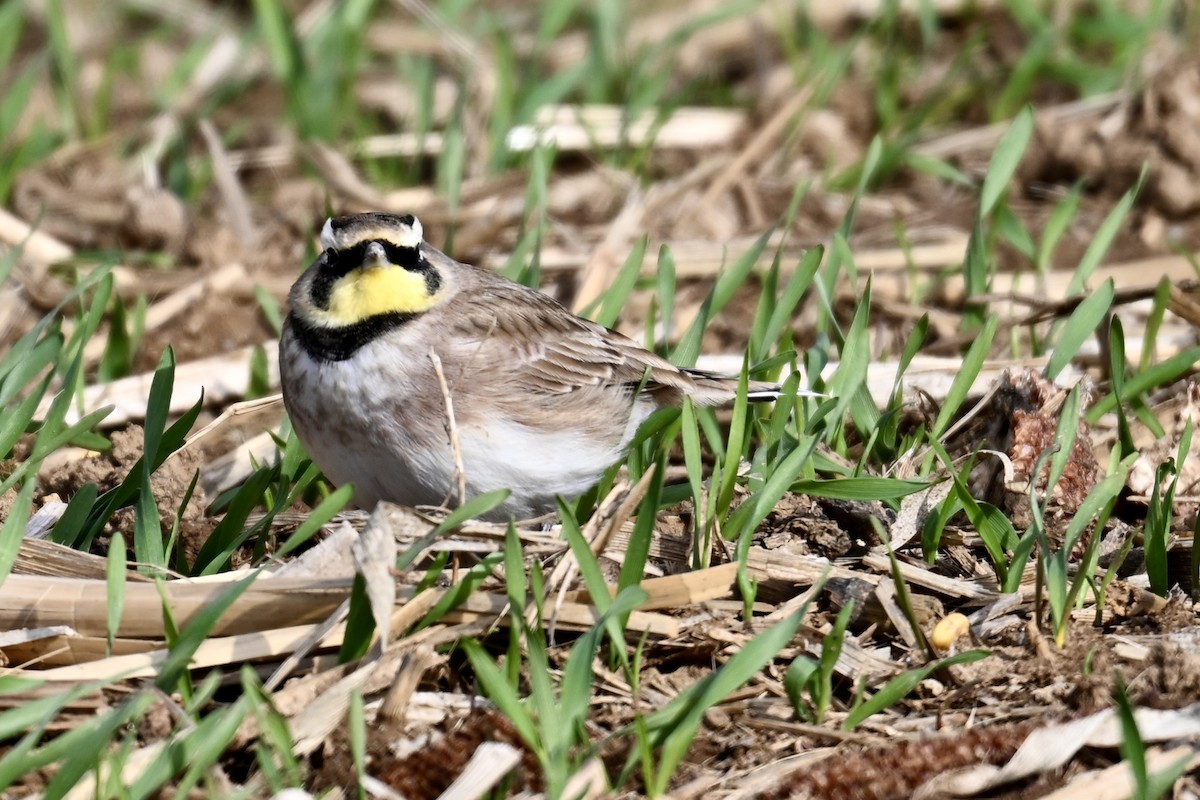 Жайворонок рогатий - ML646019360