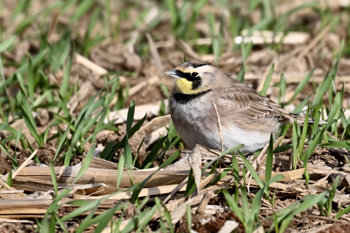 Жайворонок рогатий - ML646019361