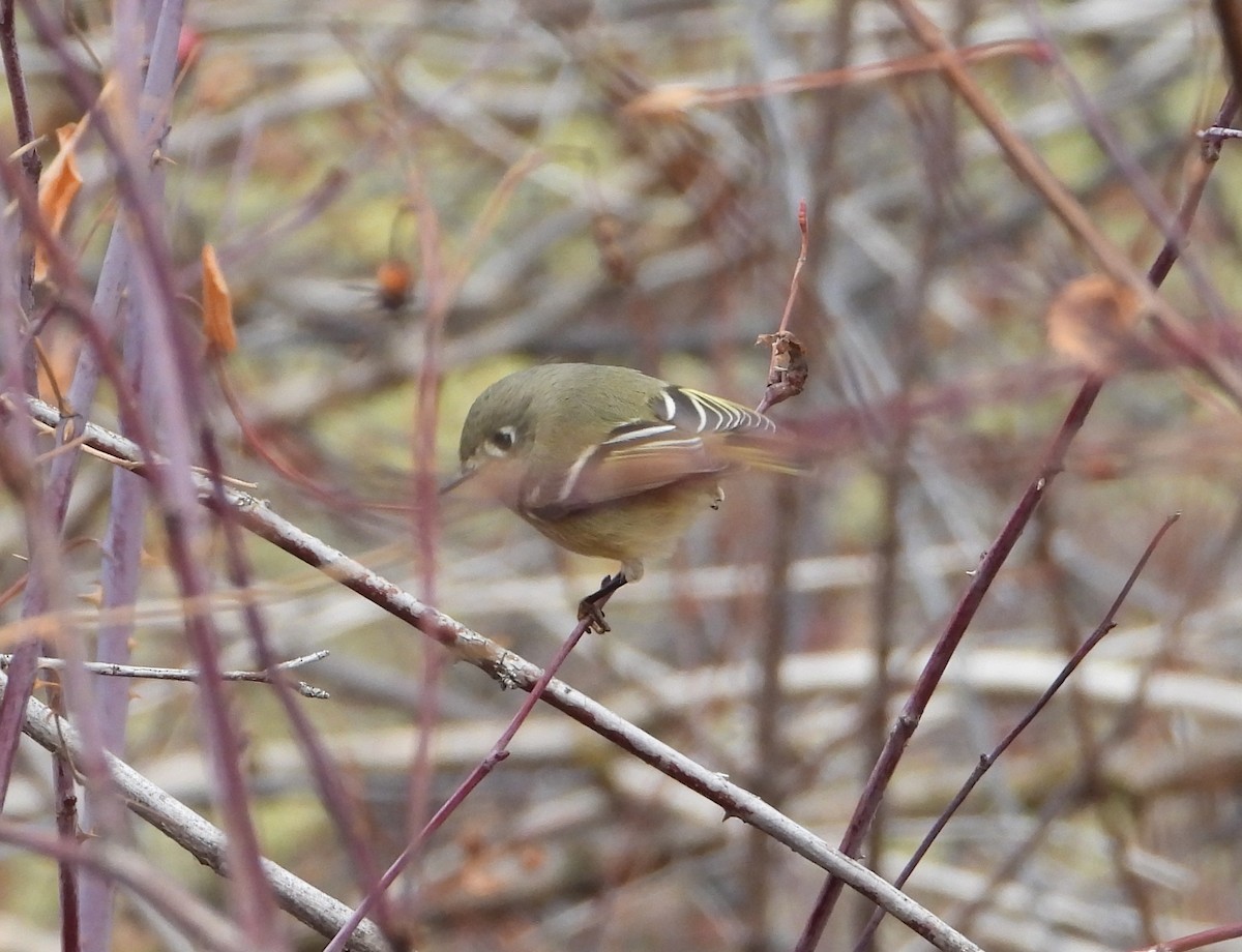 Ruby-crowned Kinglet - ML646019363