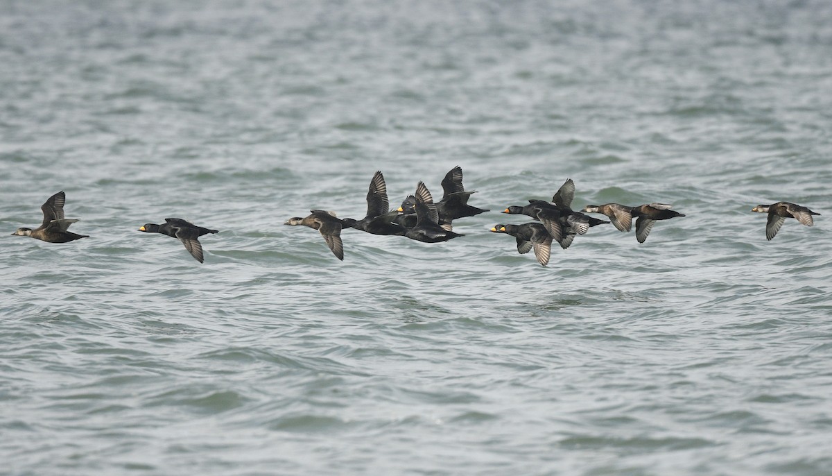 turpan žlutozobý - ML646019364