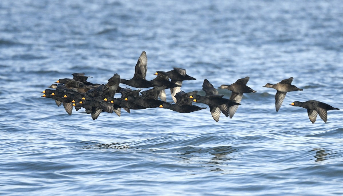 turpan žlutozobý - ML646019365