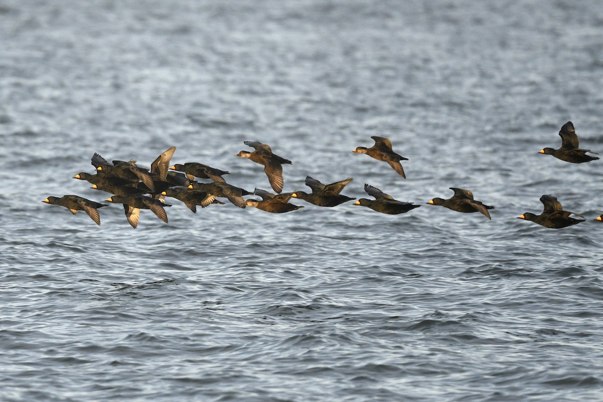 turpan žlutozobý - ML646019366