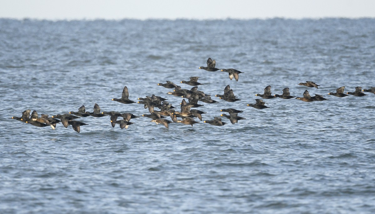 turpan žlutozobý - ML646019367