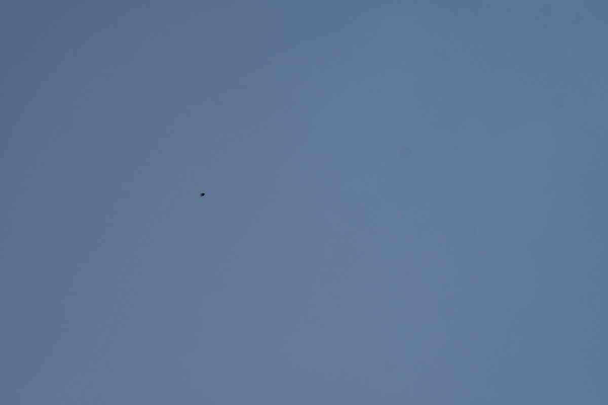 vlaštovka obecná - ML646019368