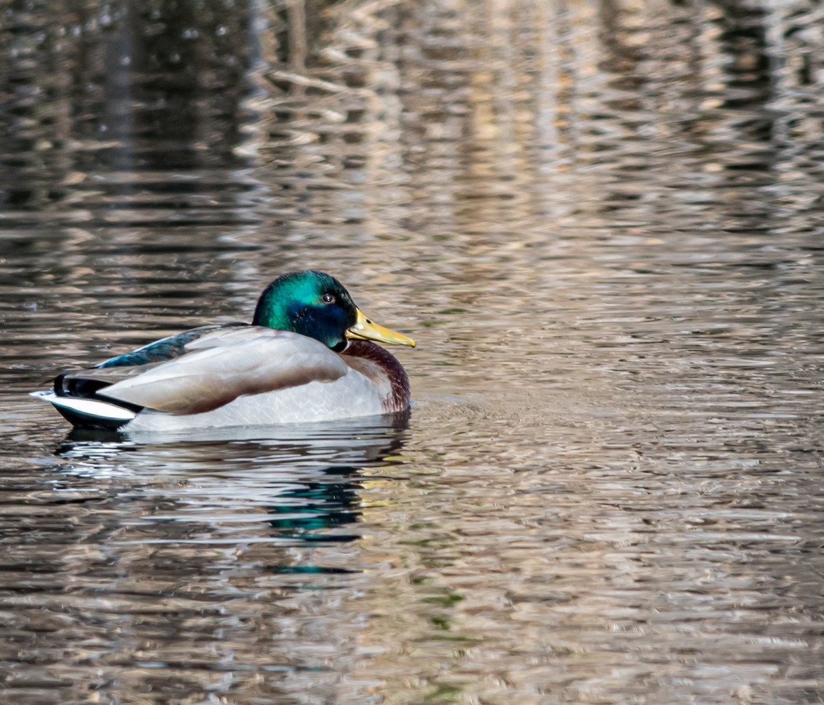 マガモ - ML646019369