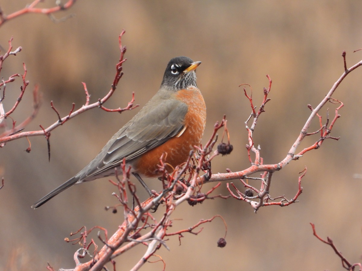 American Robin - ML646019370
