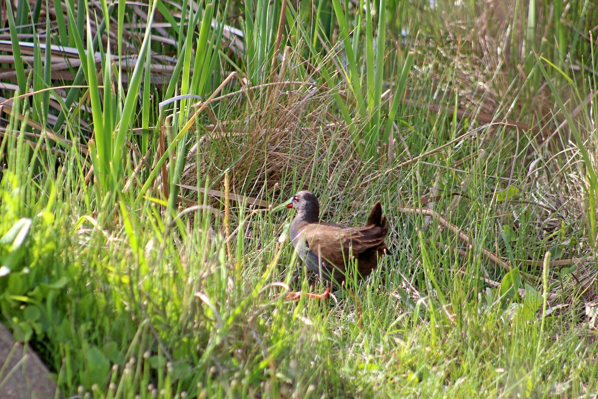 Kurşuni Sukılavuzu - ML646019373