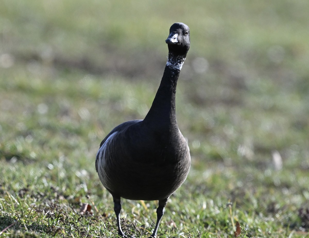 berneška tmavá (ssp. nigricans) - ML646019375