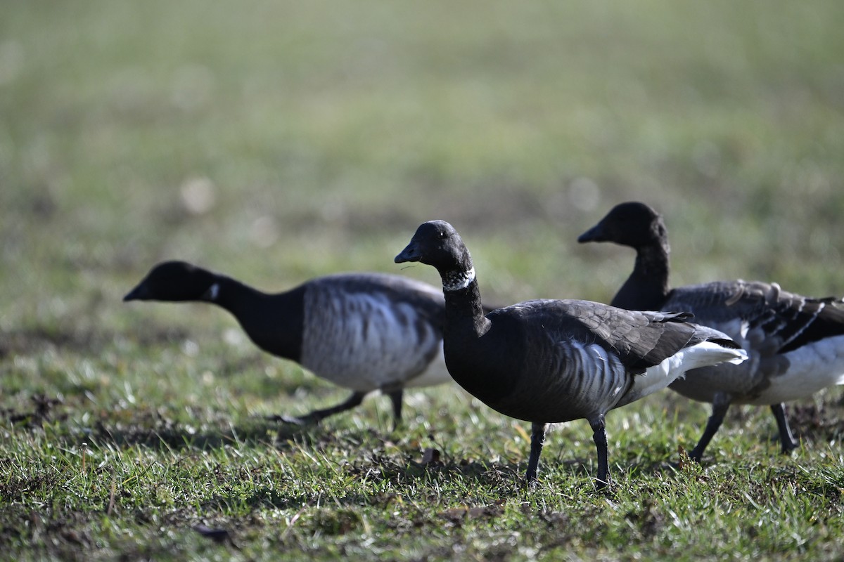 berneška tmavá (ssp. nigricans) - ML646019376