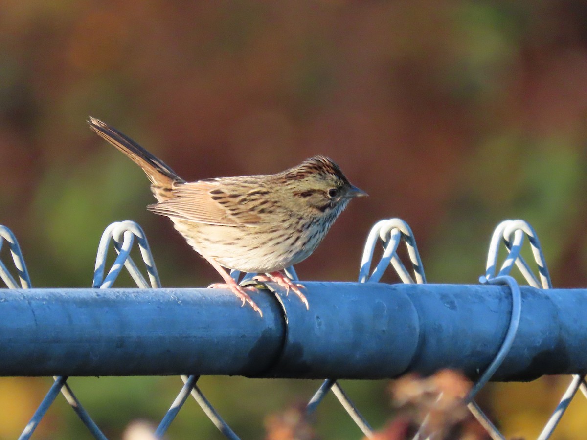 Lincoln's Sparrow - ML646019377