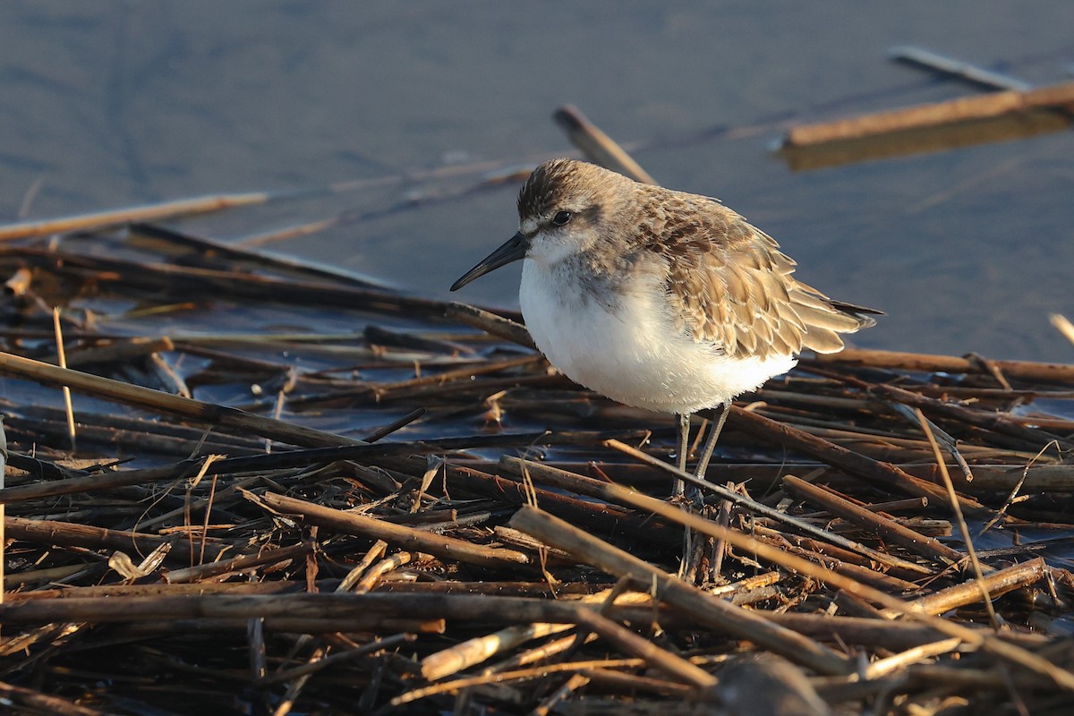 jespák srostloprstý - ML646019379