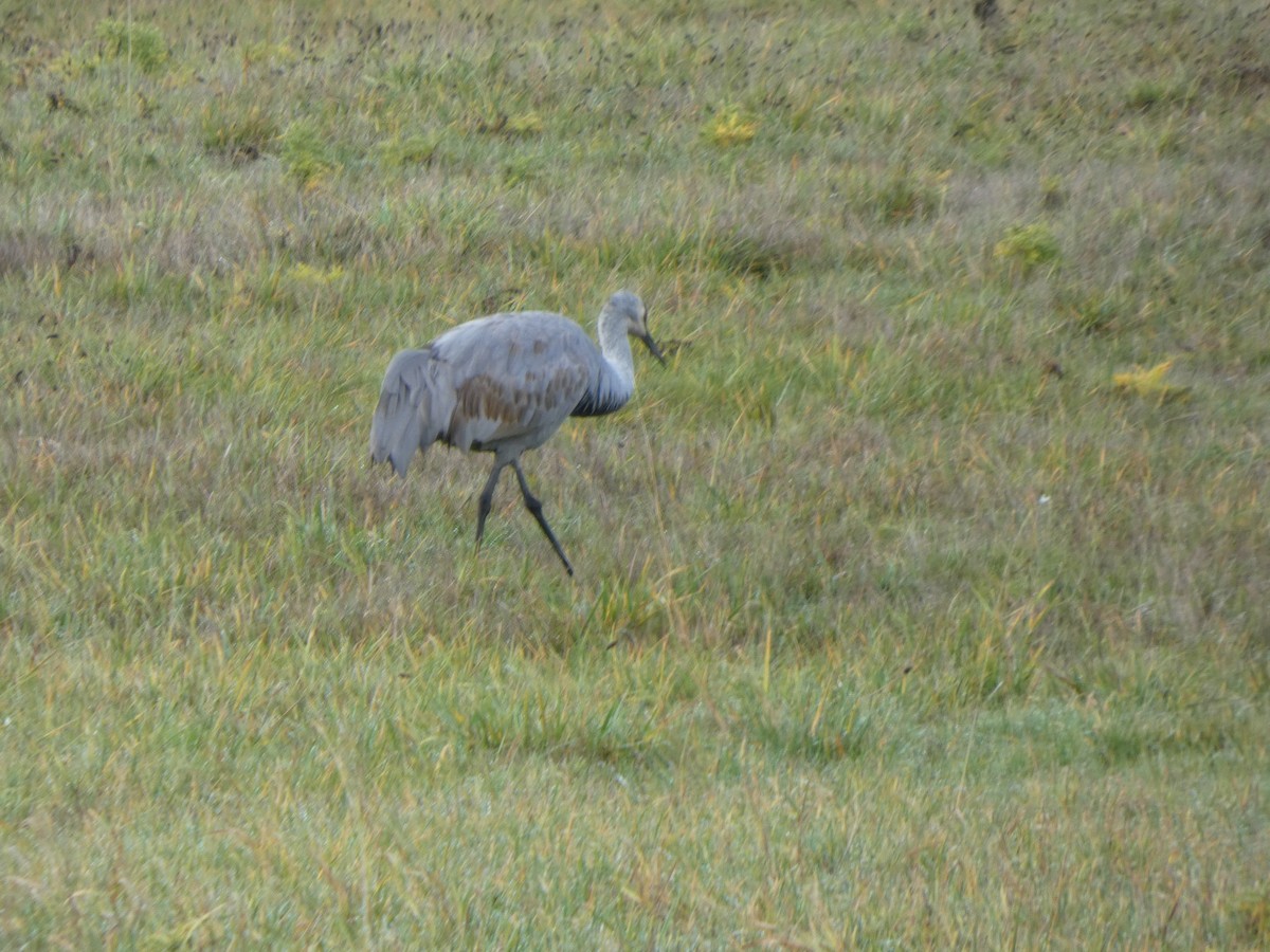 Sandhill Crane - ML646019383