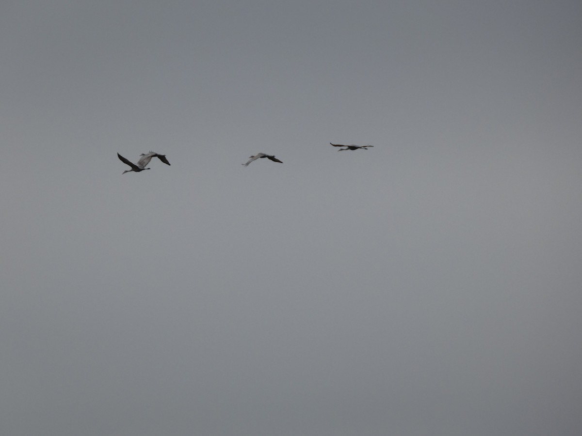 Sandhill Crane - ML646019384