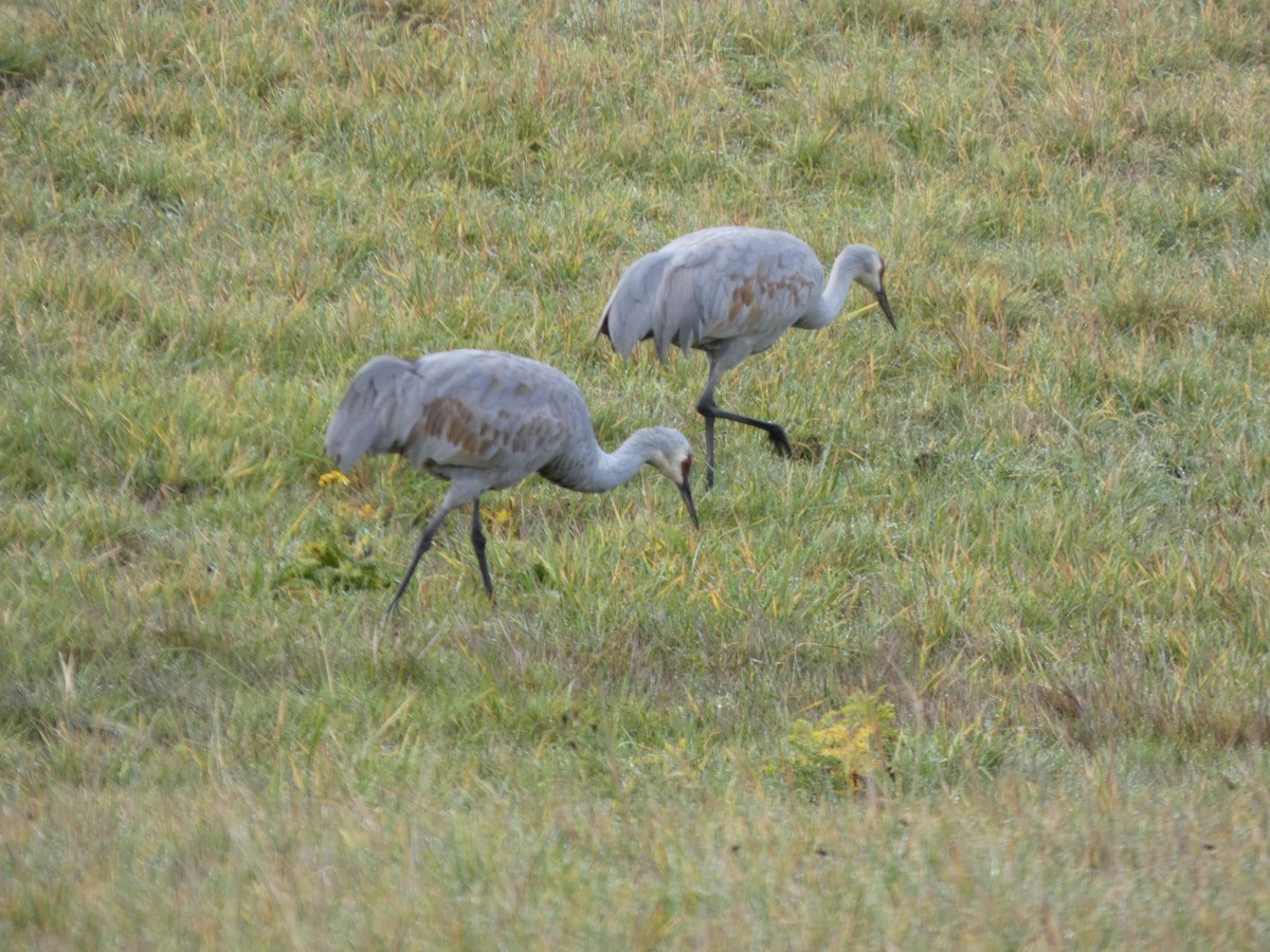Sandhill Crane - ML646019385