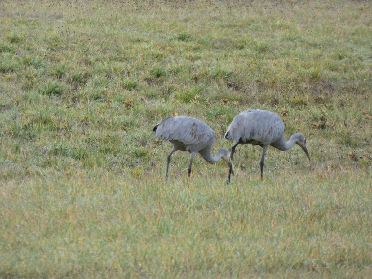 Sandhill Crane - ML646019386