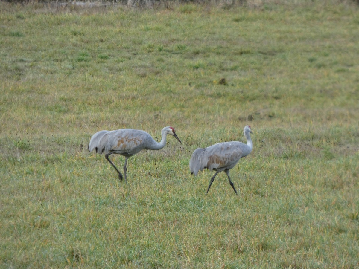 Sandhill Crane - ML646019388
