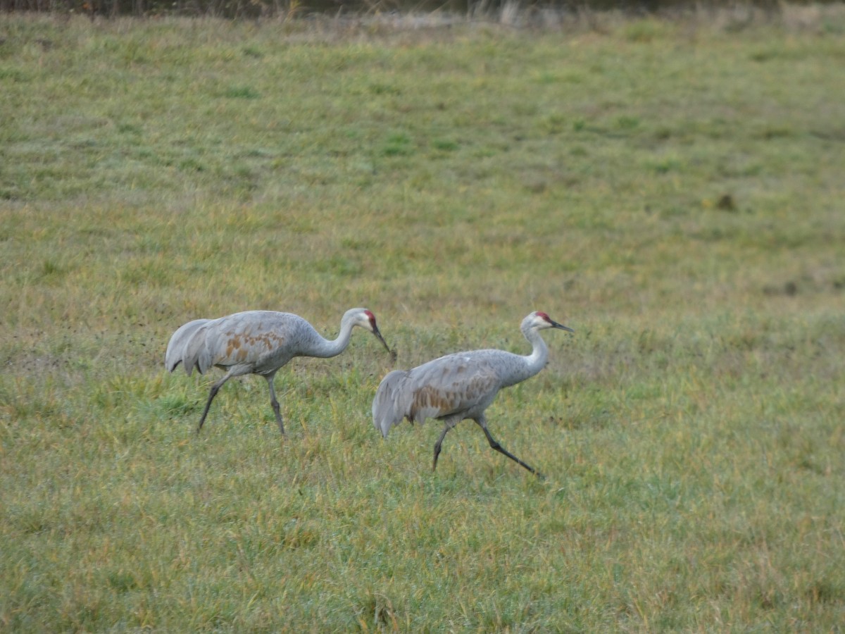 Sandhill Crane - ML646019389