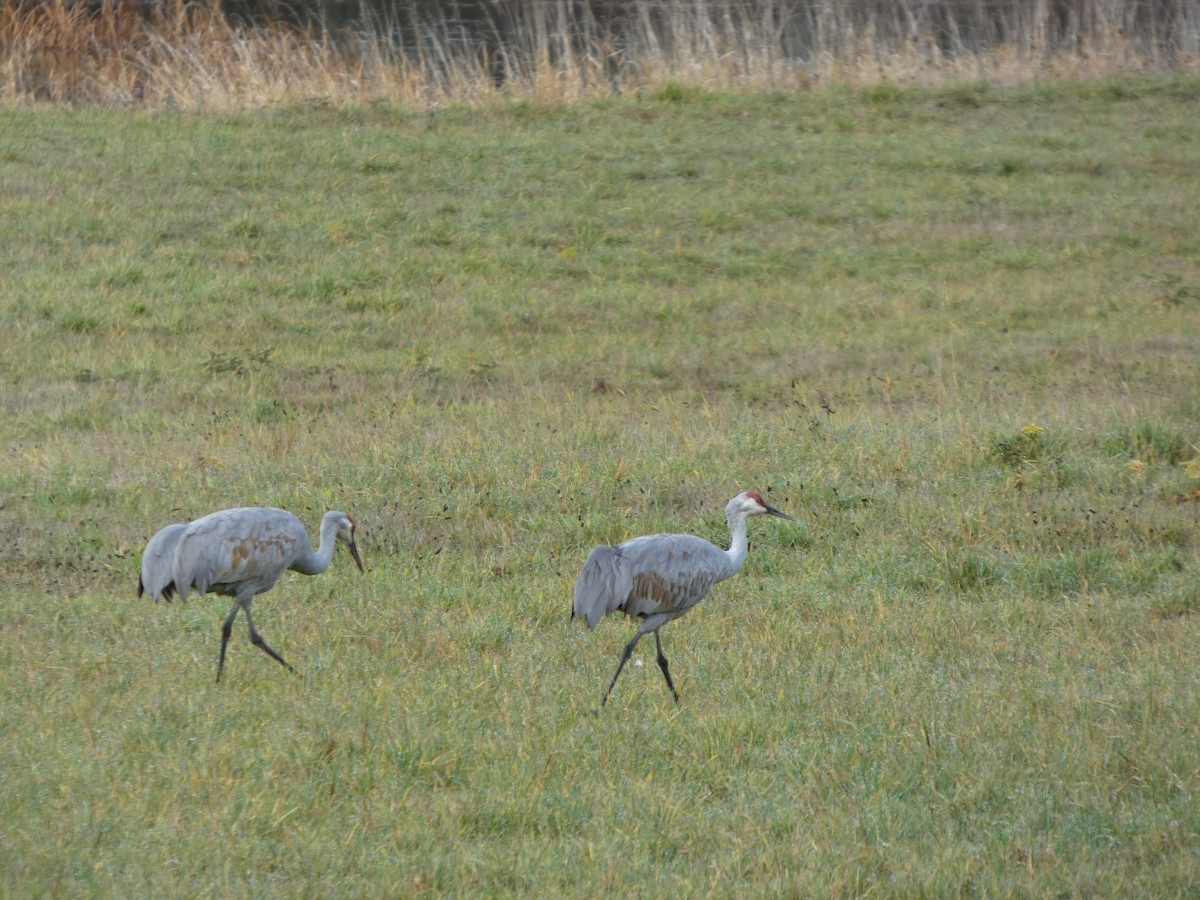 Sandhill Crane - ML646019391
