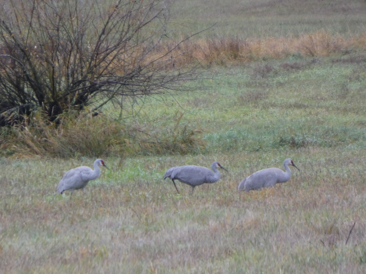 Sandhill Crane - ML646019392