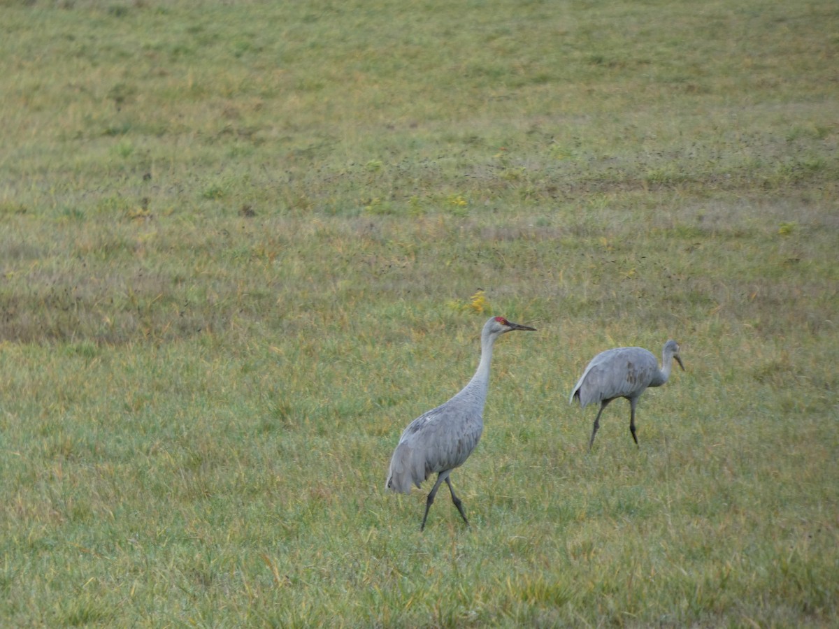 Sandhill Crane - ML646019393