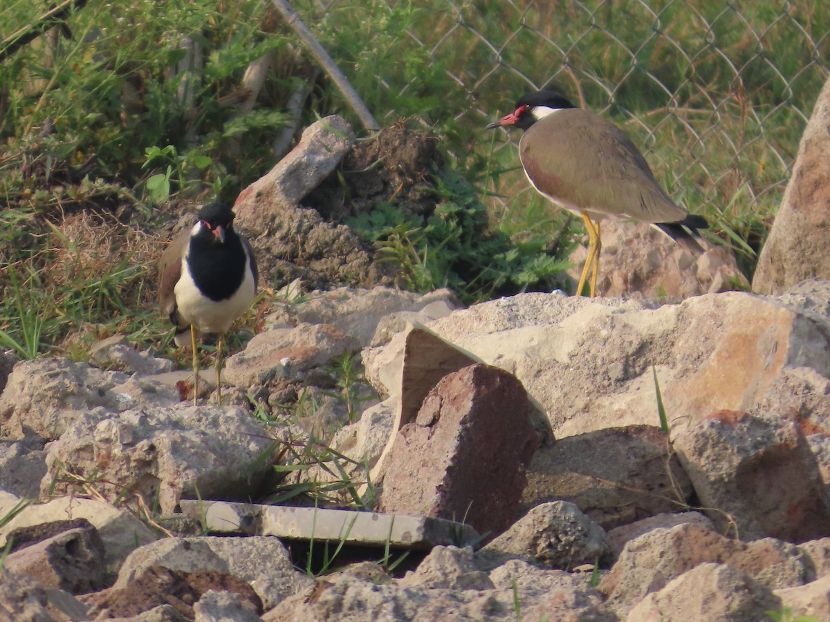 Red-wattled Lapwing - ML646019397