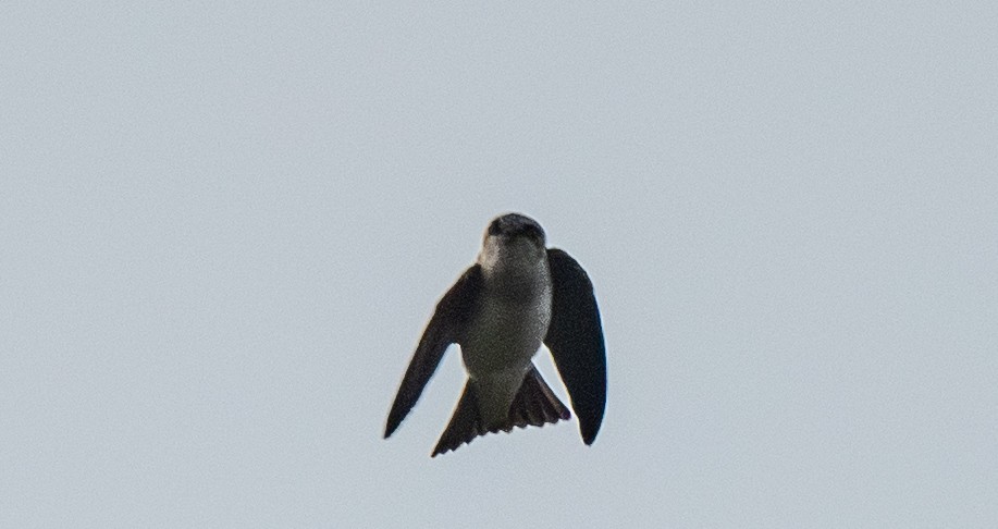Gray-throated Martin - ML646019401