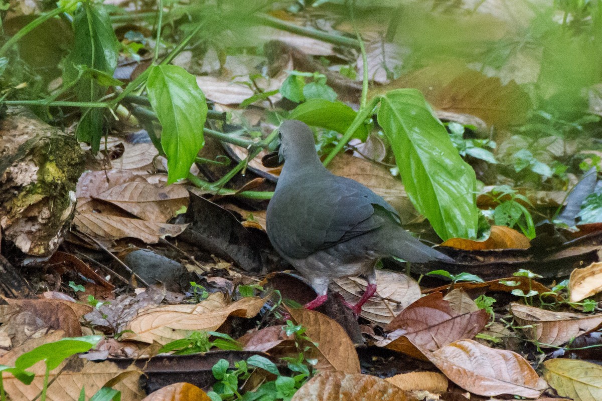 Gray-chested Dove - ML646019404
