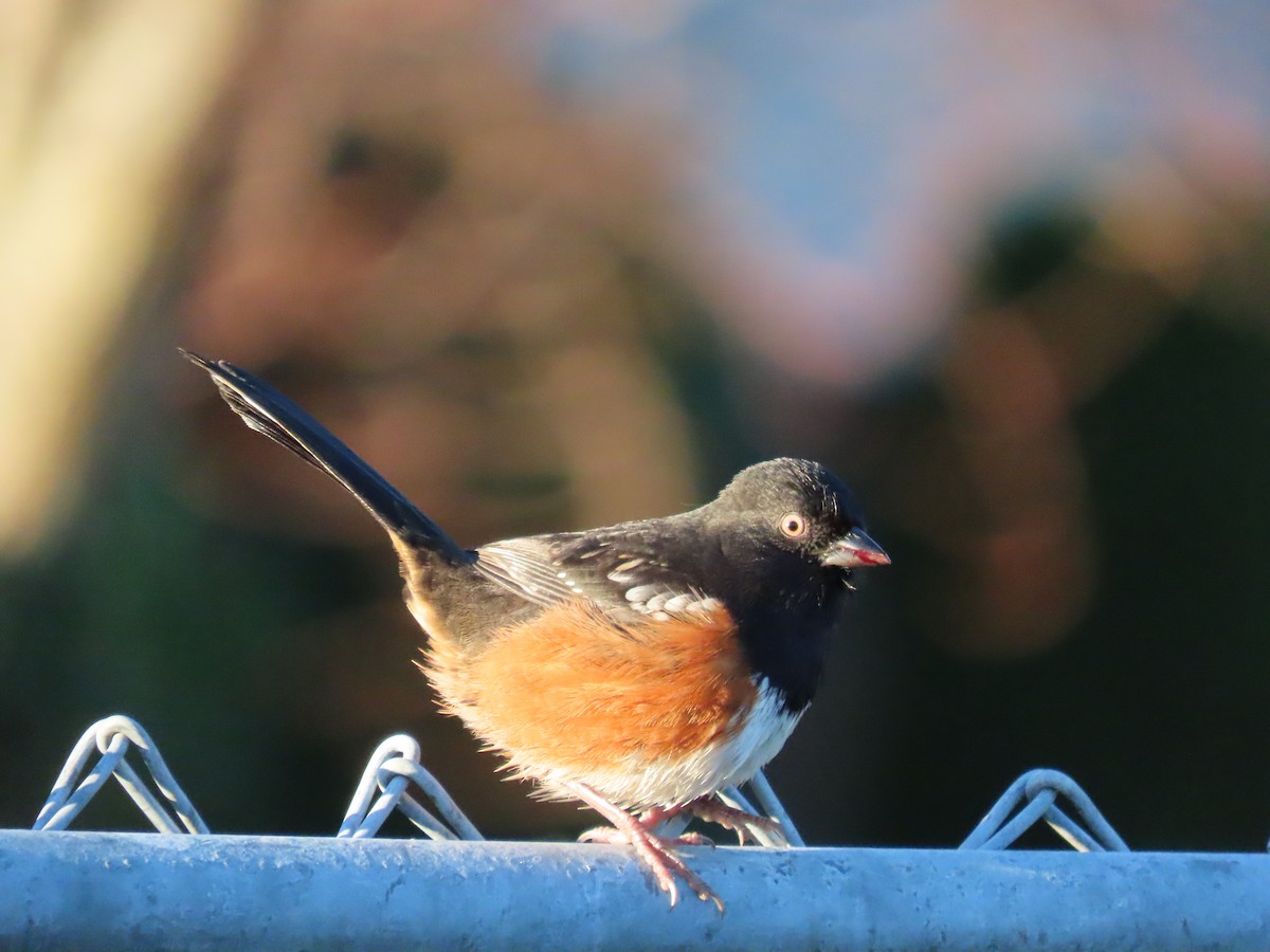 Spotted Towhee - ML646019405