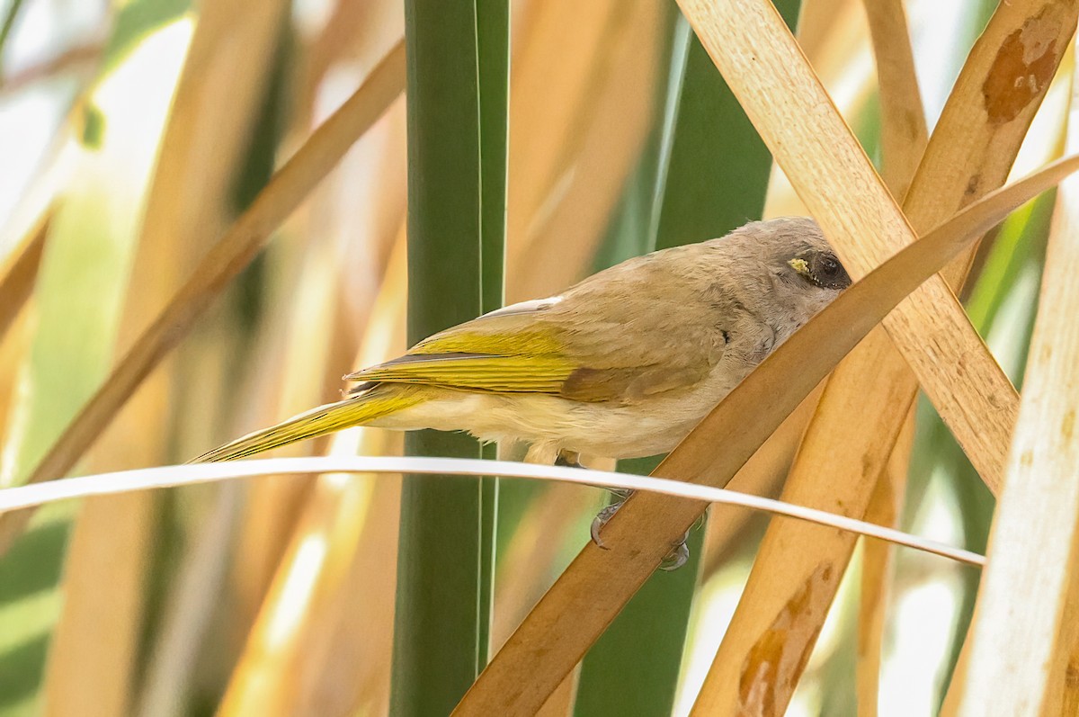 Brown Honeyeater - ML646019406