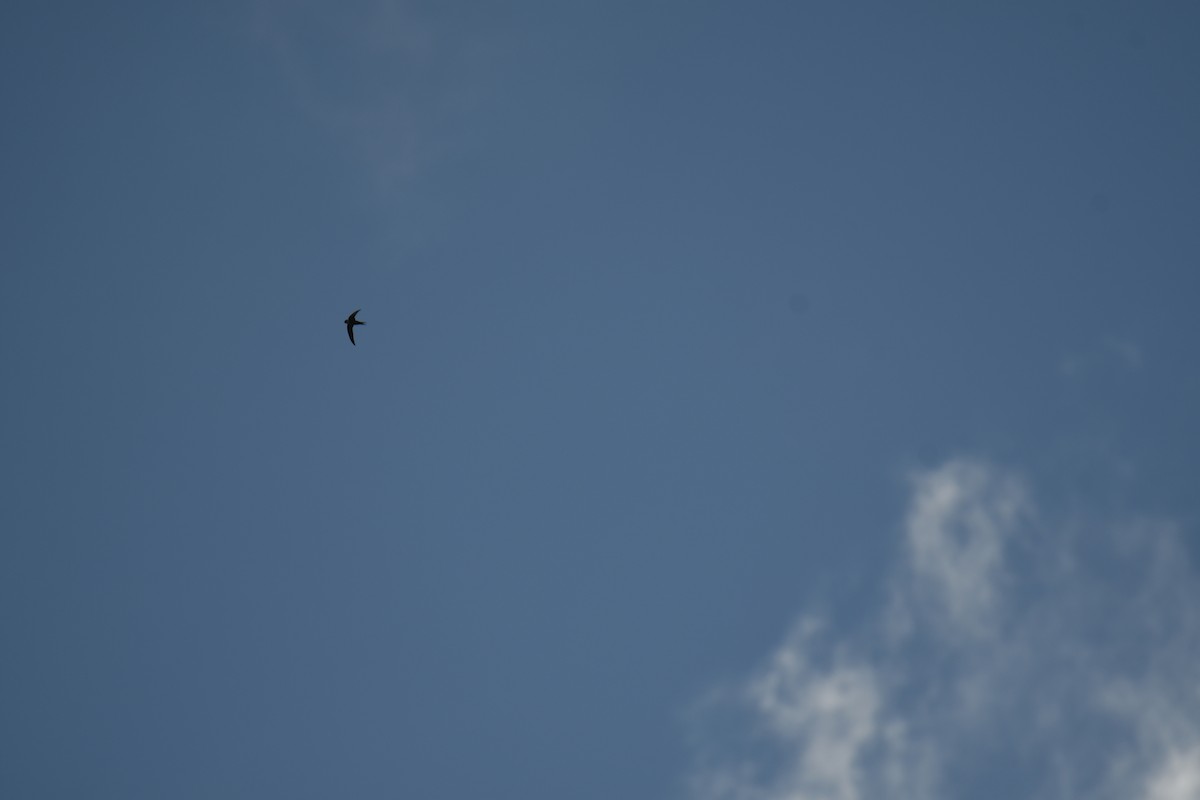 Lesser Swallow-tailed Swift - ML646019407