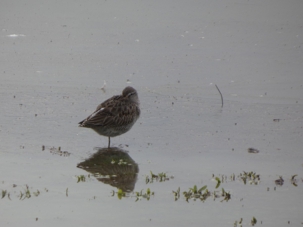 Long-billed Dowitcher - ML646019408