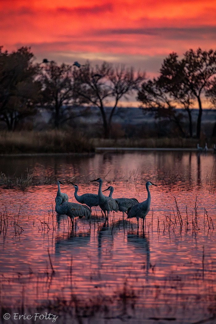 Sandhill Crane - ML646019413