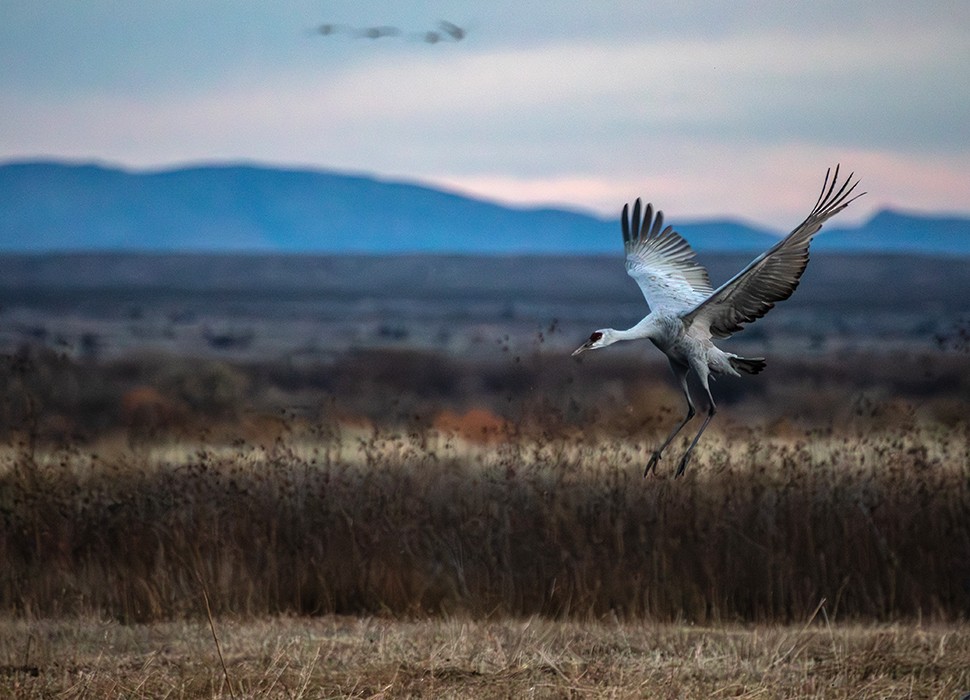 Sandhill Crane - ML646019414