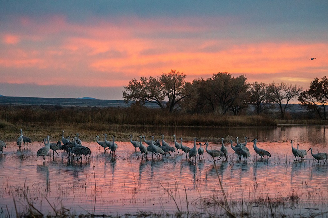 Sandhill Crane - ML646019415