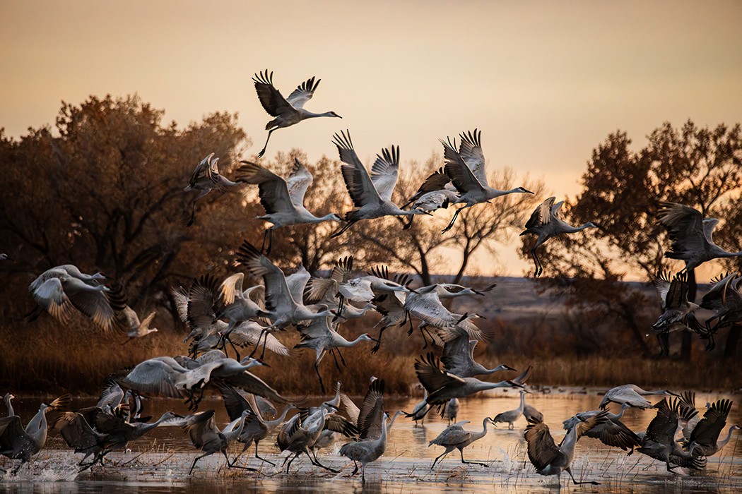 Sandhill Crane - ML646019416
