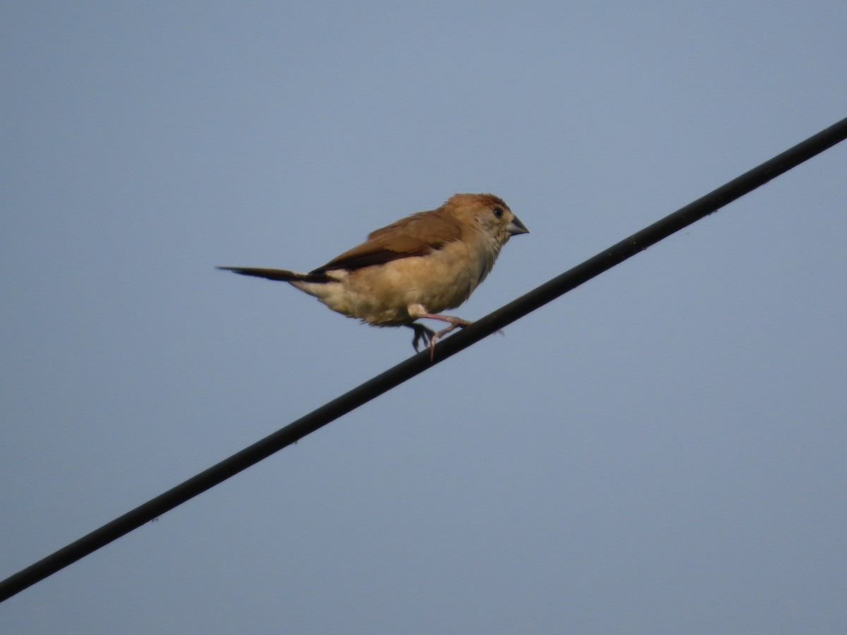 Indian Silverbill - ML646019418