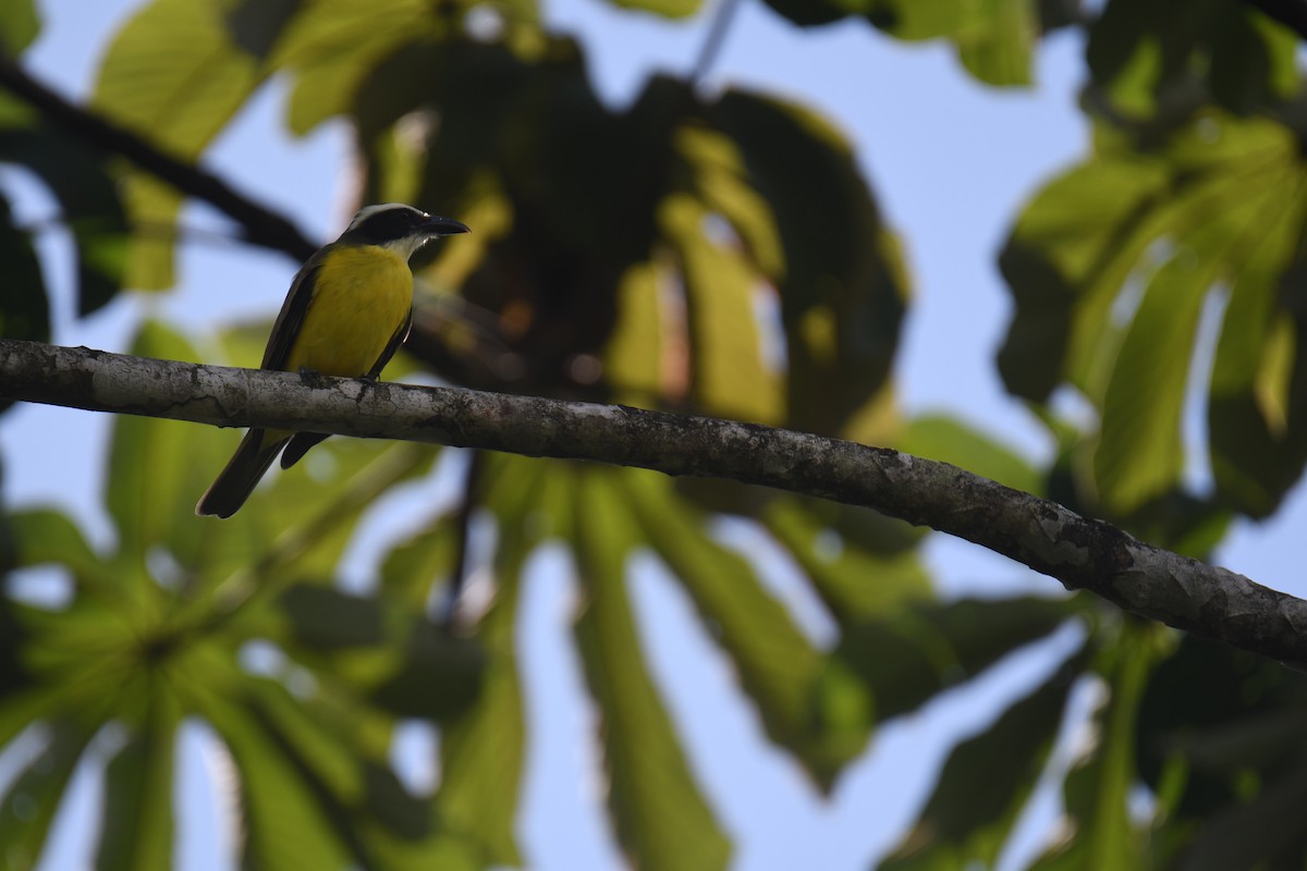 Boat-billed Flycatcher - ML646019421