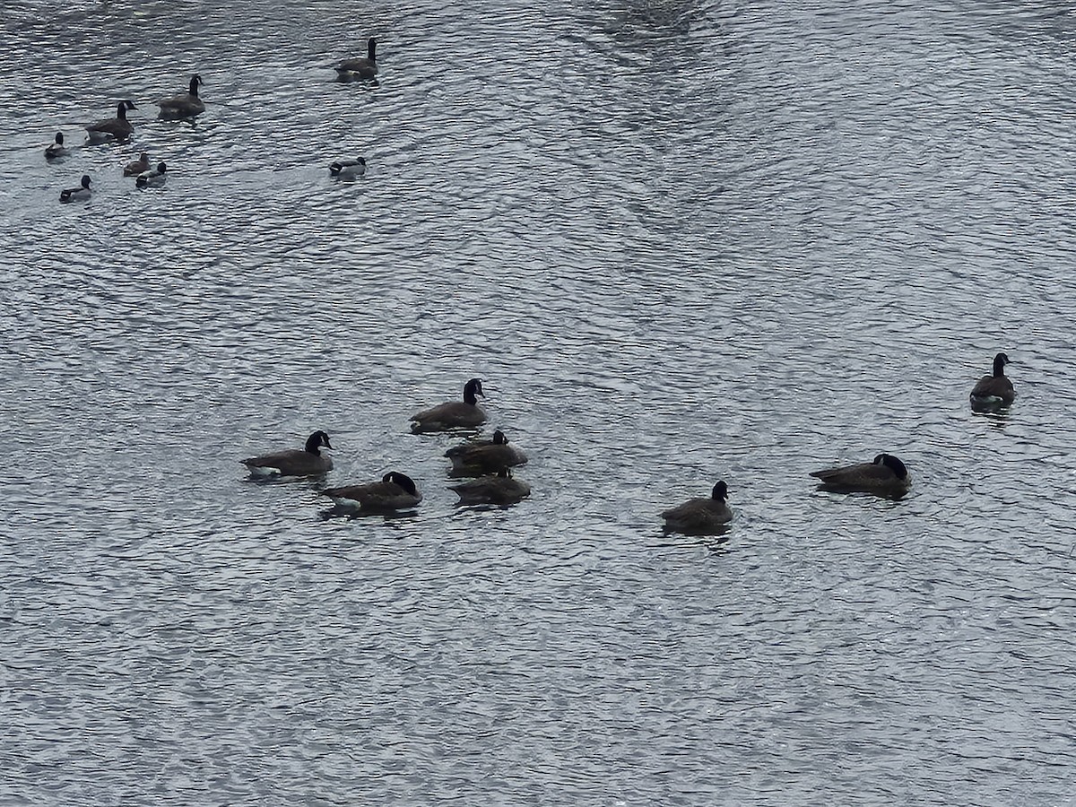 Canada Goose - ML646019422