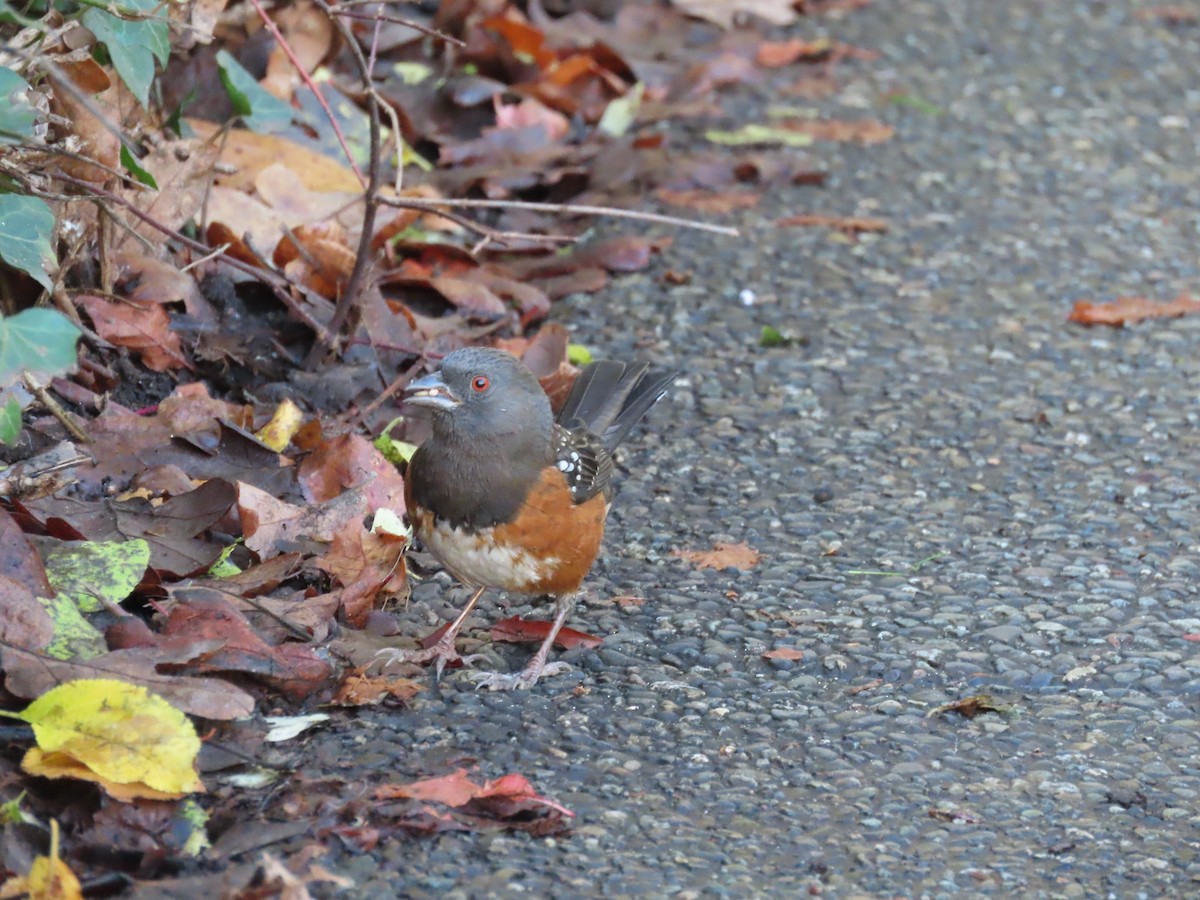 Spotted Towhee - ML646019423