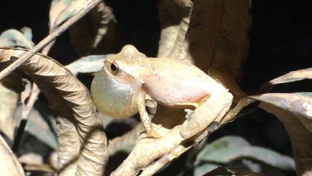 Spring Peeper - ML646019430