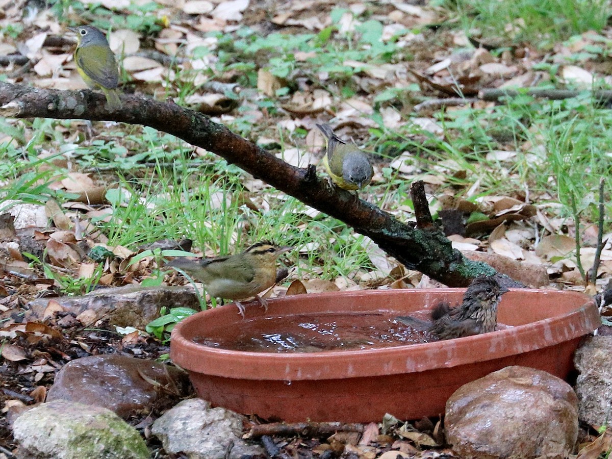 Worm-eating Warbler - ML646019442