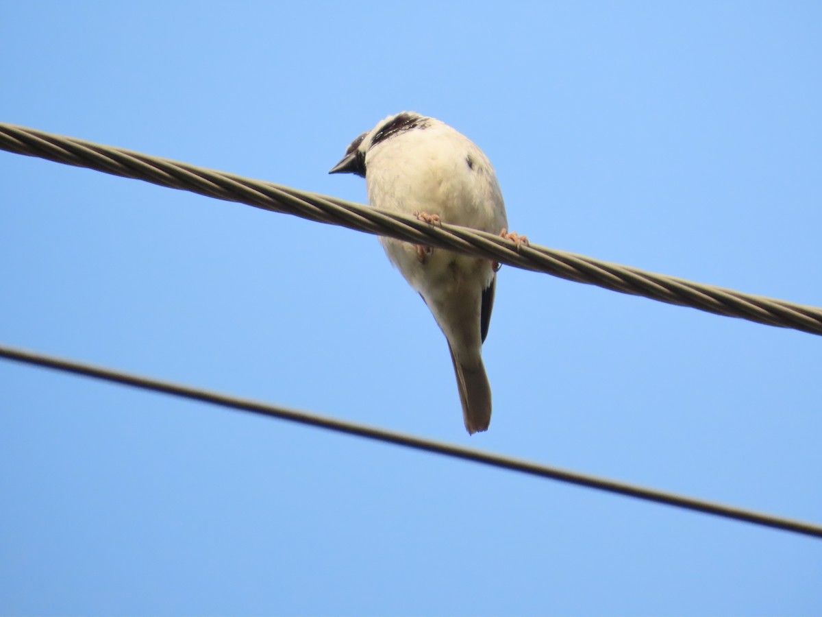 House Sparrow - ML646019444