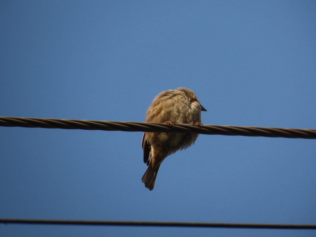 House Sparrow - ML646019445