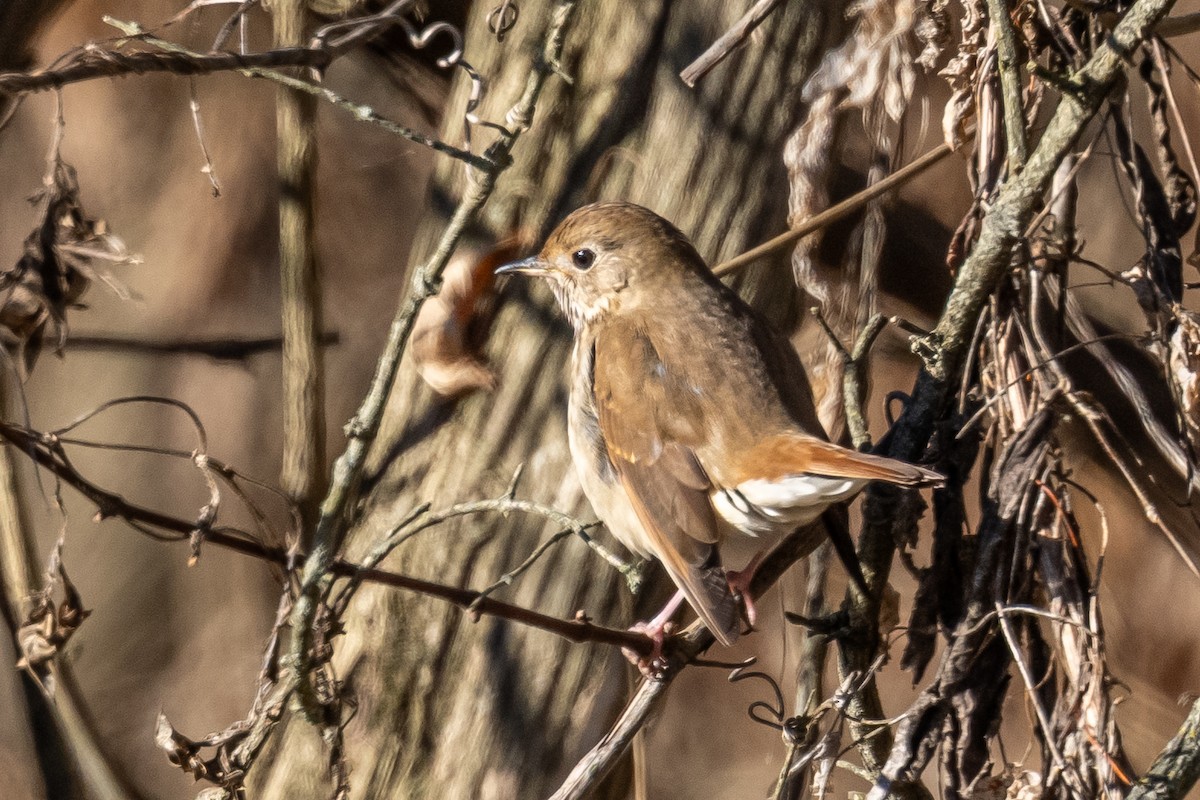 Hermit Thrush - ML646019446