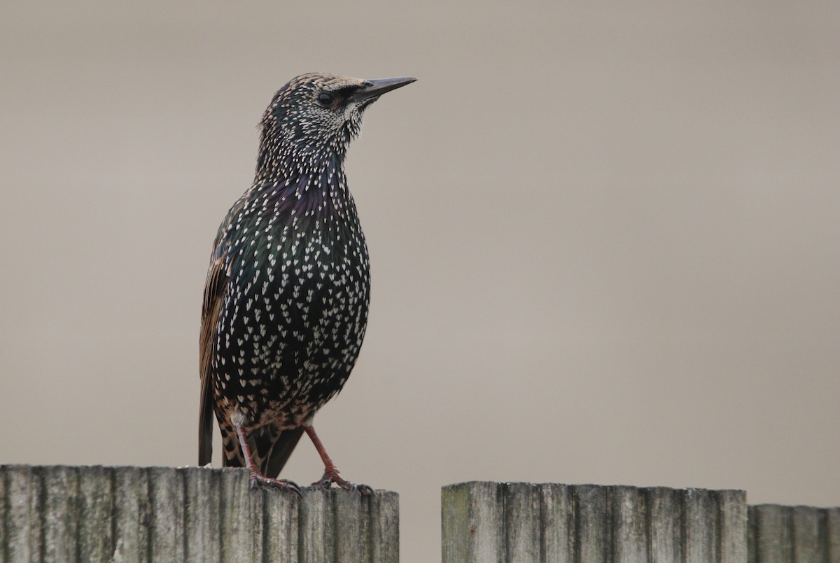 Sığırcık - ML646019453