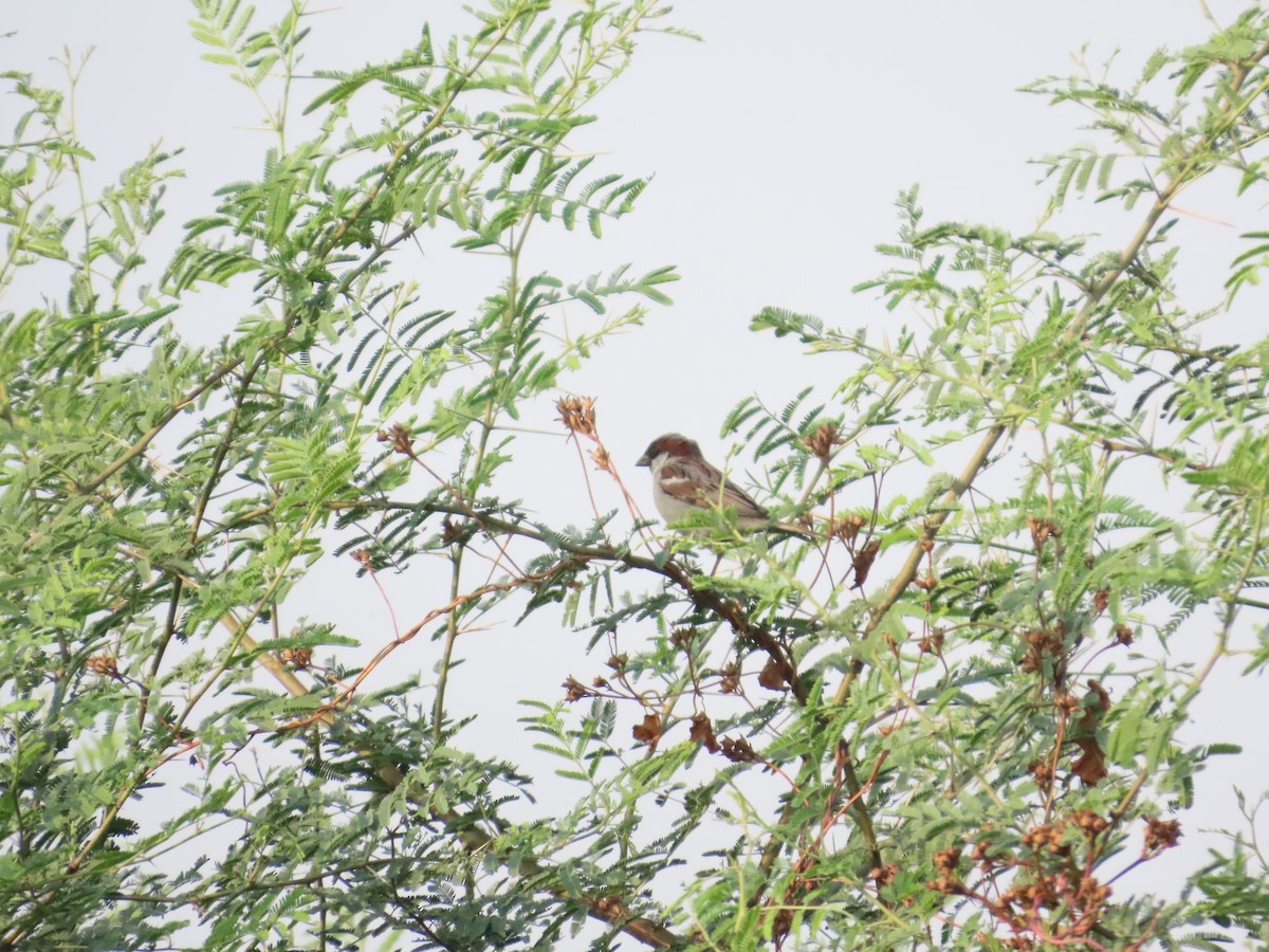 House Sparrow - ML646019459