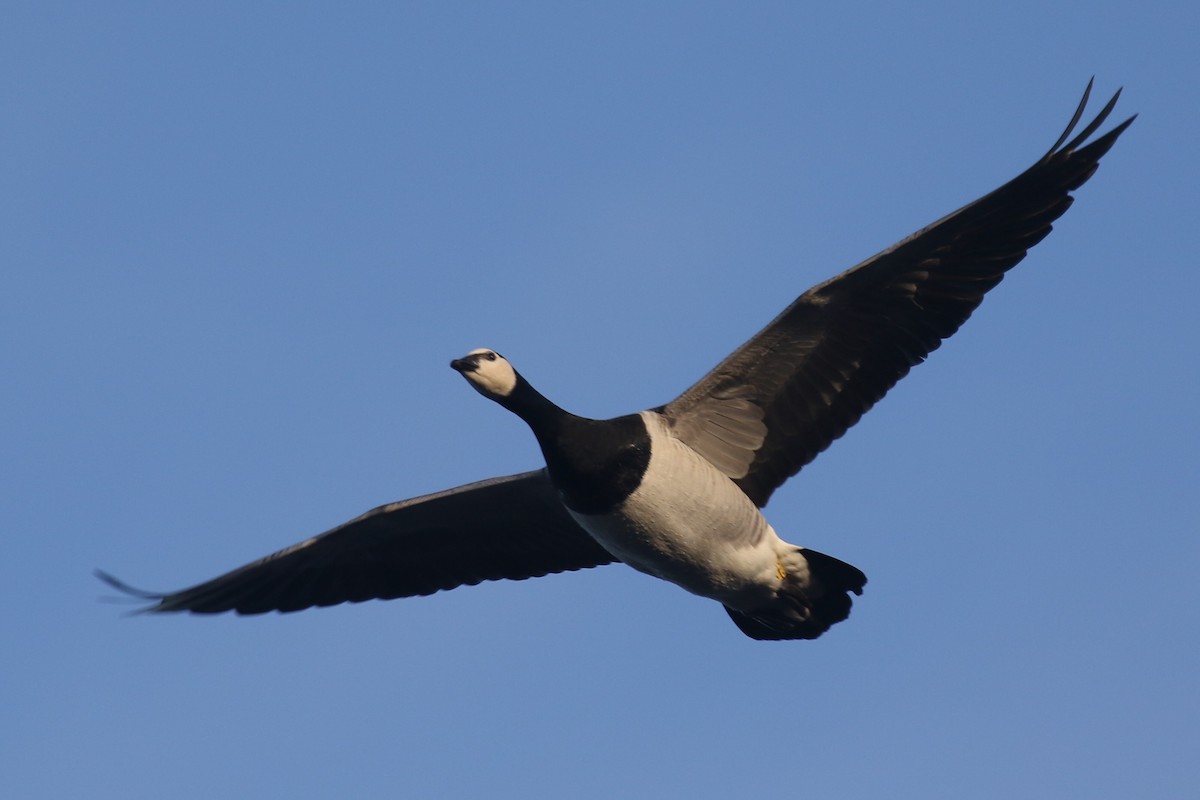 Barnacle Goose - ML646019481