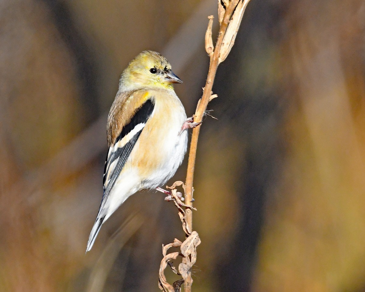 Altın İskete - ML646019485