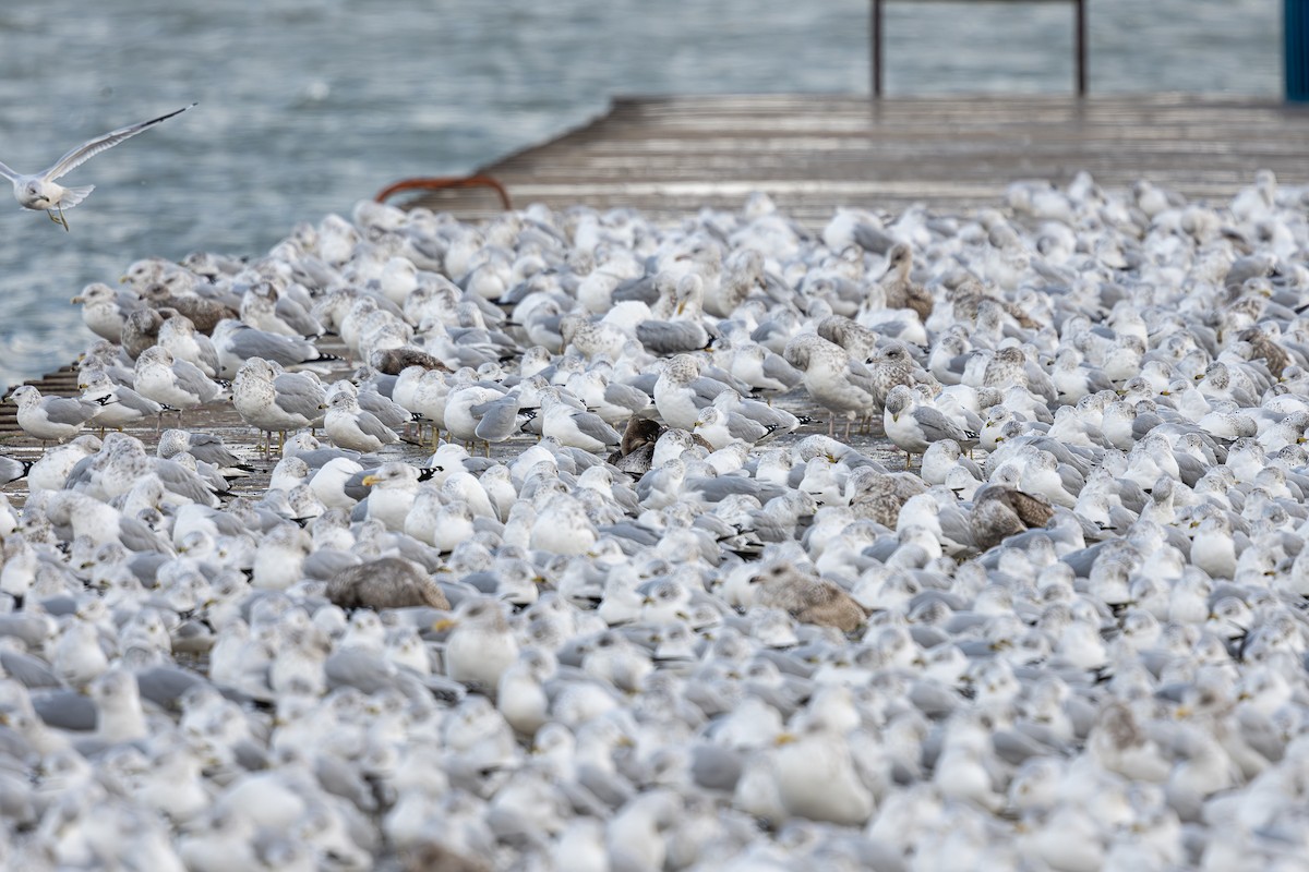 Brown Pelican - ML646019487